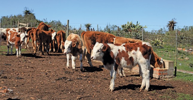 The-Suurbraak-Grain-Farmers-Co-operative-cattle