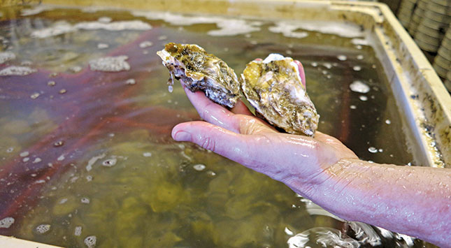 Cleaned market-ready oysters in the 50g to 60g category are known as ‘mediums’.