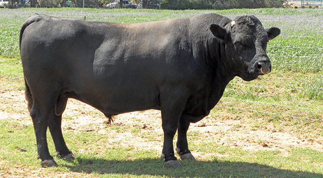 The bull Gavenid-Zandu Tobie MD 10 0014 was born on 11 August 2010 at a birth weight of 25kg. His weight on 2 February 2016 was 685kg. His dam was MDZ 00 41 and his sire was DG 06 001. This bull has an impressive show record and is also an approved AI bull.