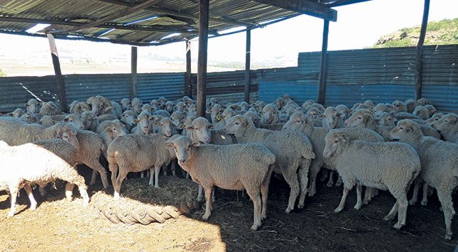 Zandile kraals her Merino sheep (and crossbred goats) because of the threat of predators and thieves.