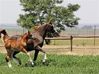 stop chewing horse wood horses