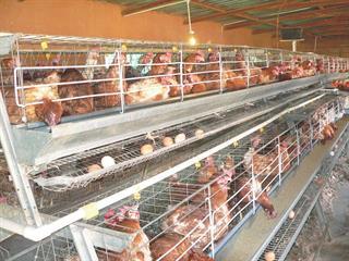 Small-scale egg production | Farmer&#39;s Weekly