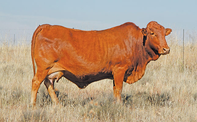 afrikaner-cow