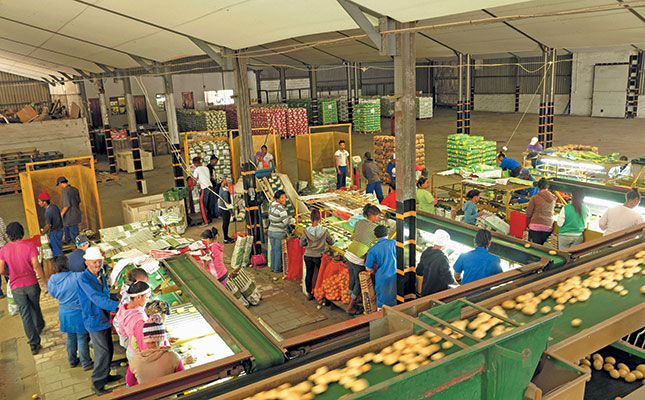The packhouse in full swing. Up to 10 000 bags can be packed here daily.