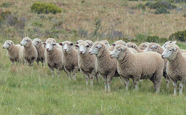 Welpic-Dormer-sheep-1.jpg