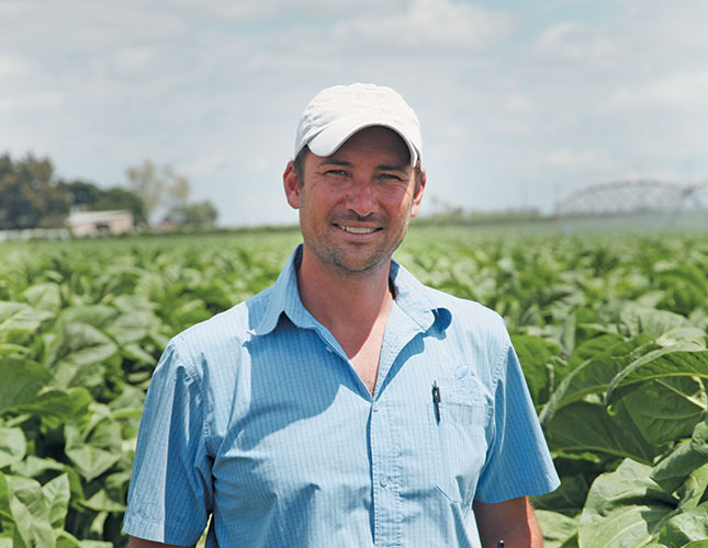 Peter Kok produces tobacco on Nyawa Farm near Marble Hall in Limpopo.