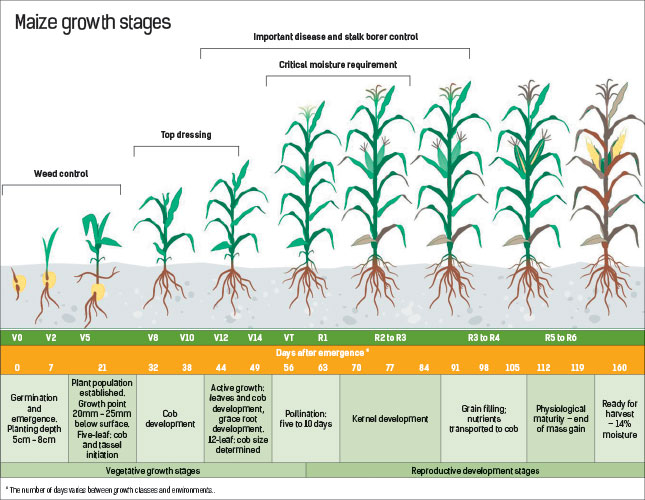 Maize growth stage