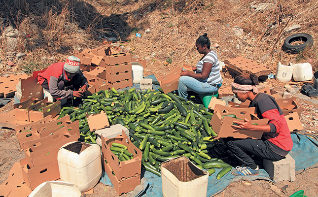 Cape Flats vegetable farmer cashes in on informal market