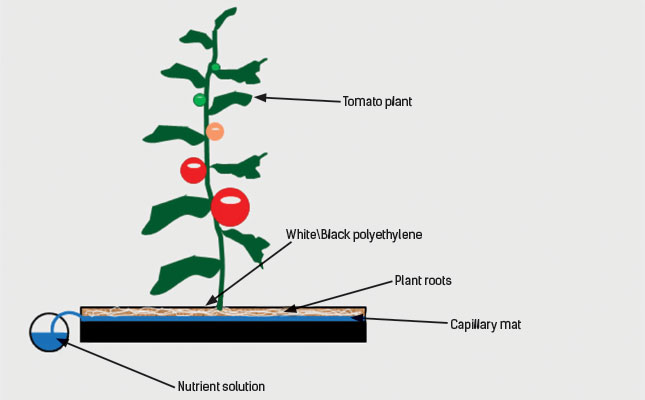 The pots in a capillary pot system