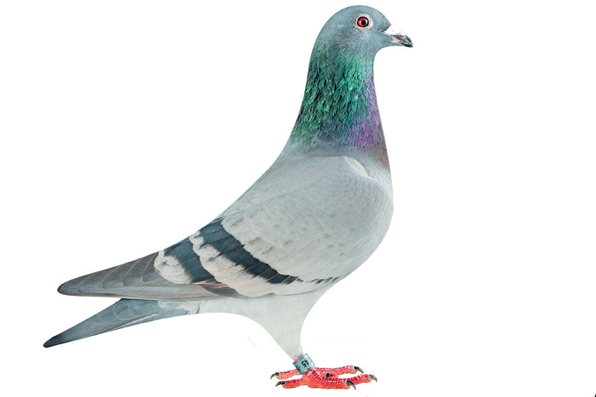 Image result for pigeon