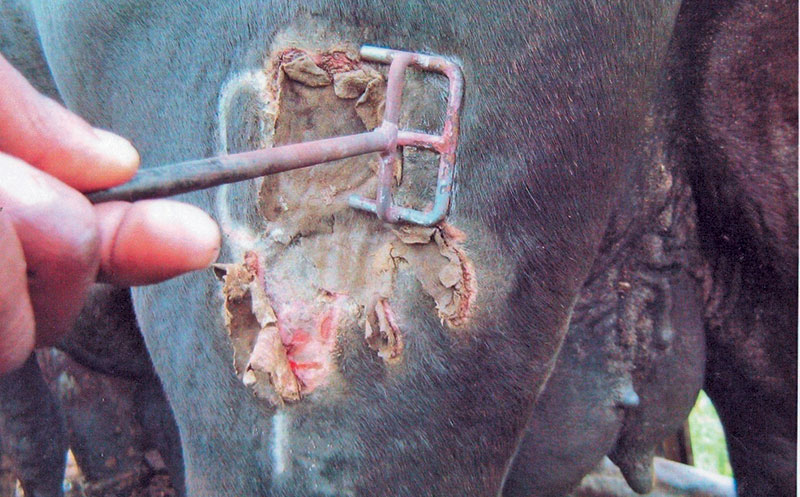 This farmer’s branding iron was matched to an animal’s brand despite an attempt to smudge it.