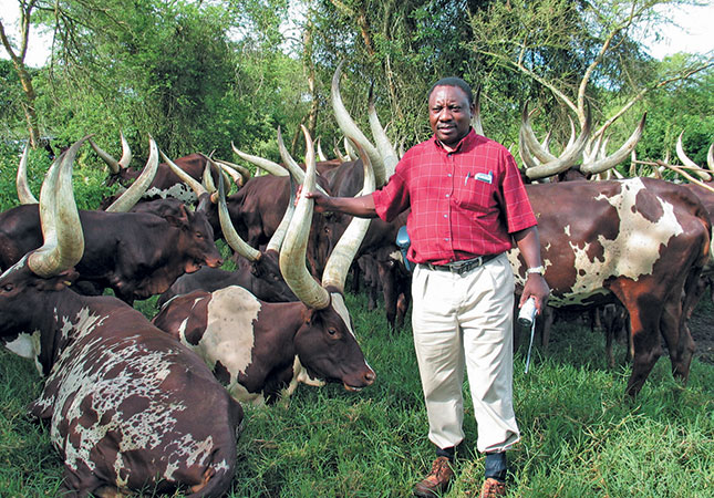 Ankole stud breeder Cyril Ramaphosa 
