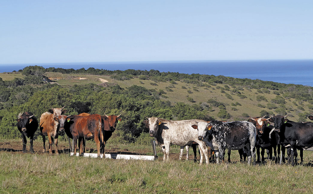 Nguni cattle
