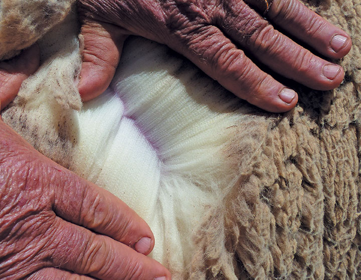 Breeding record-breaking Mutton Merinos 1 Good quality wool.