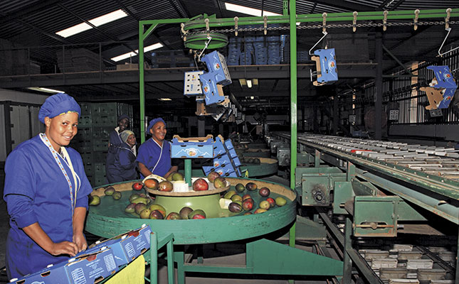 How pioneers make mango production work