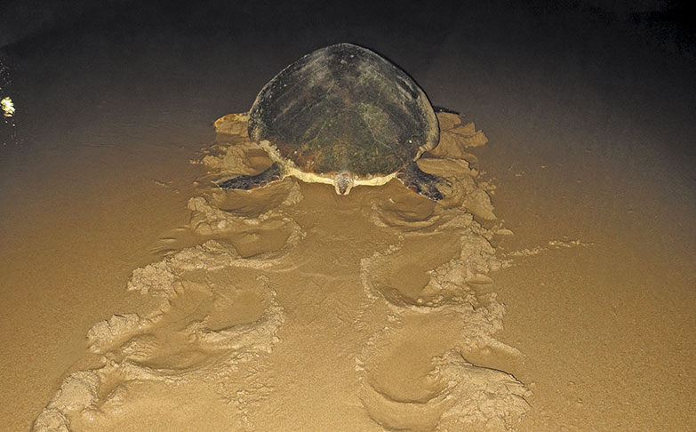 A loggerhead turtle 