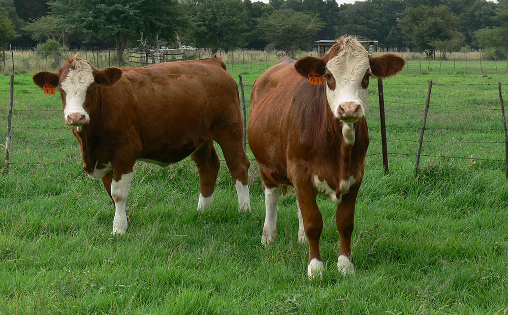 Simmentaler Cattle
