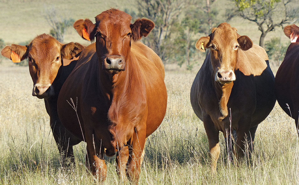 Beefmaster cattle