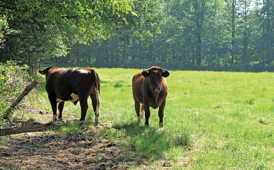 Brand Rood cattle