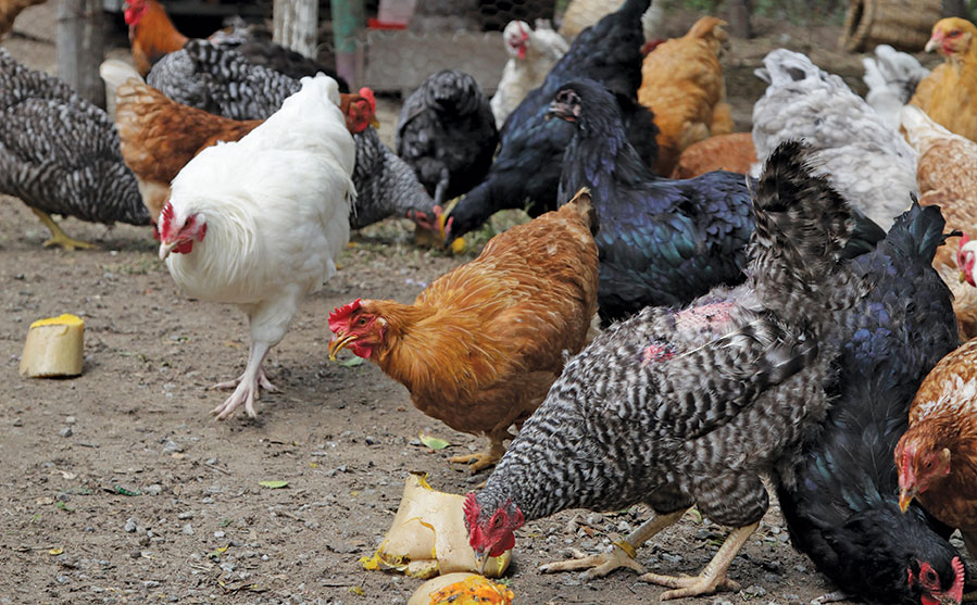 Freerange chickens Parttime farmers success on rented land