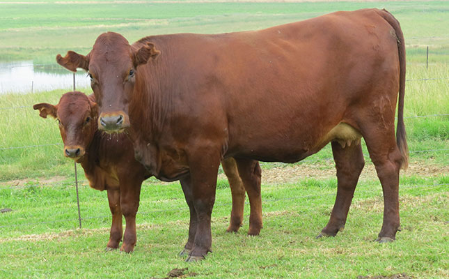 National Bonsmara Female Sale in 2018.