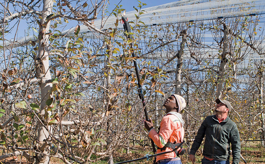 Pruning equipment