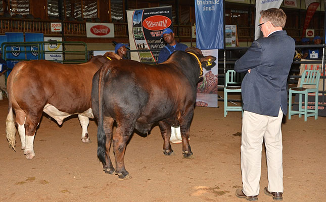 Judging show cattle