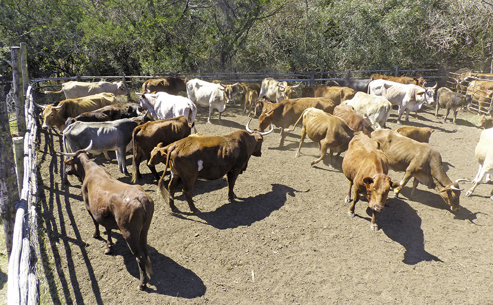 Brahman crossbred cows