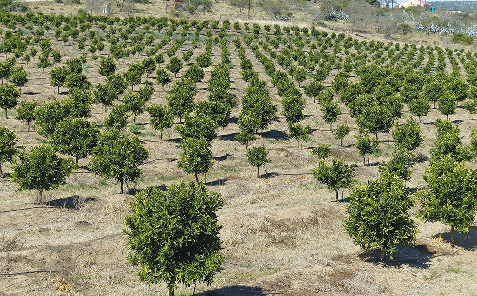 Young citrus trees