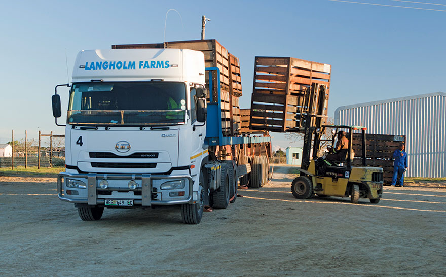Trucks transporting pineapples