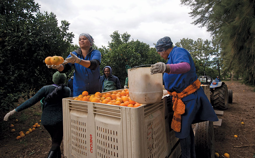 Late navel oranges being harvested