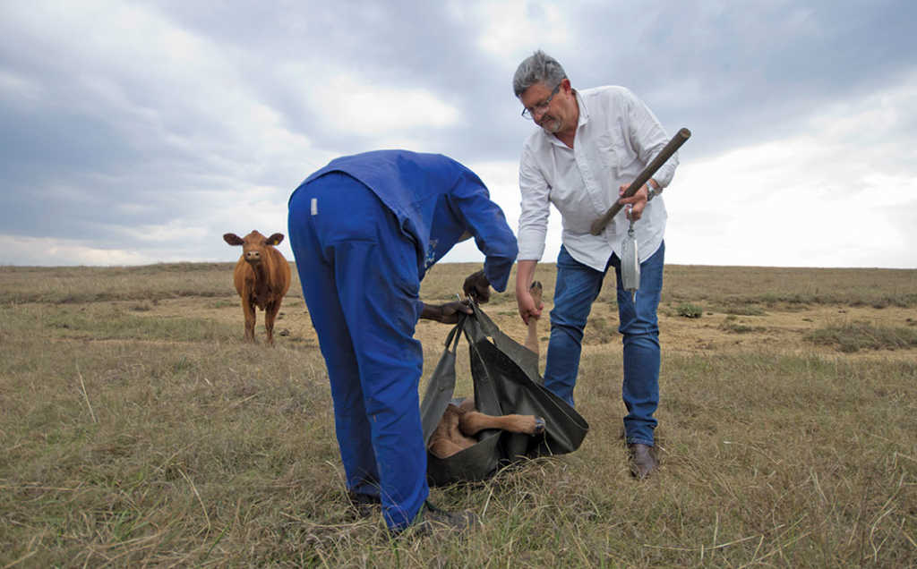 Stockman Bongaan Ncama assists Christopher Sparks