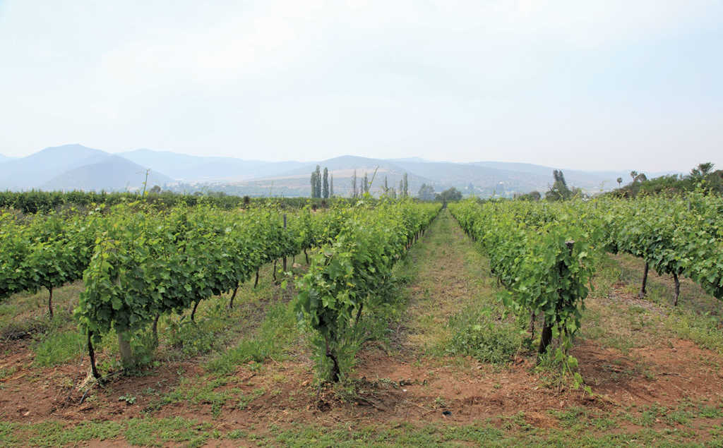 Vineyards grow on a double three-wire Perold trellising system