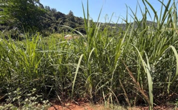 Reframing sweetness in SA’s agricultural economy