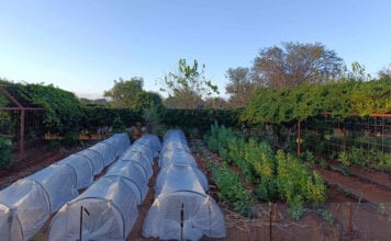 Making every drop count on a Tuli Block farm