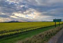 Lack of rain weighs on Swartland growers, says Grain SA