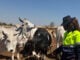 From butchery floor to Zimbabwe’s first cattle bank