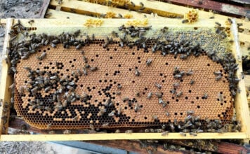 Honeybee health: Spot the warning signs before it’s too late