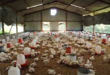 Layers or broilers: choose the business before the bird