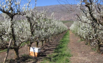 Getting pollination right by putting the bees where they can work