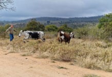 How Nguni cattle help a fourth-generation farm adapt