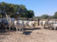 Namibia’s agricultural future lies beyond beef