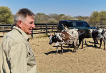 Adaptability remains the Nguni’s greatest strength