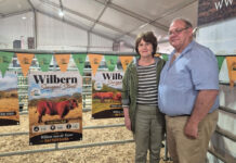 Climate change could make Senepol a winner for the Western Cape Climate change could make Senepol a winner for the Western Cape