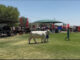 No livestock allowed at Namibian agricultural shows due to FMD outbreak windhoek show