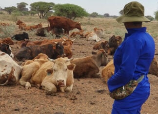 Poisonous plants: a hidden threat to livestock farm profitability