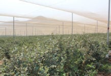Farmers urged to chase profit, not tons