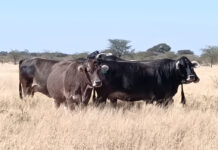 Namibia FMD outbreak could drive up SA red meat prices