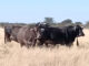 Namibia FMD outbreak could drive up SA red meat prices