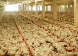 Building stronger biosecurity on poultry farms